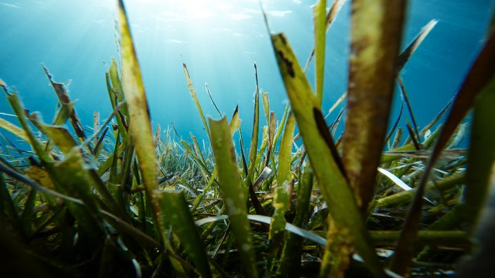 algues marines dans la mer 