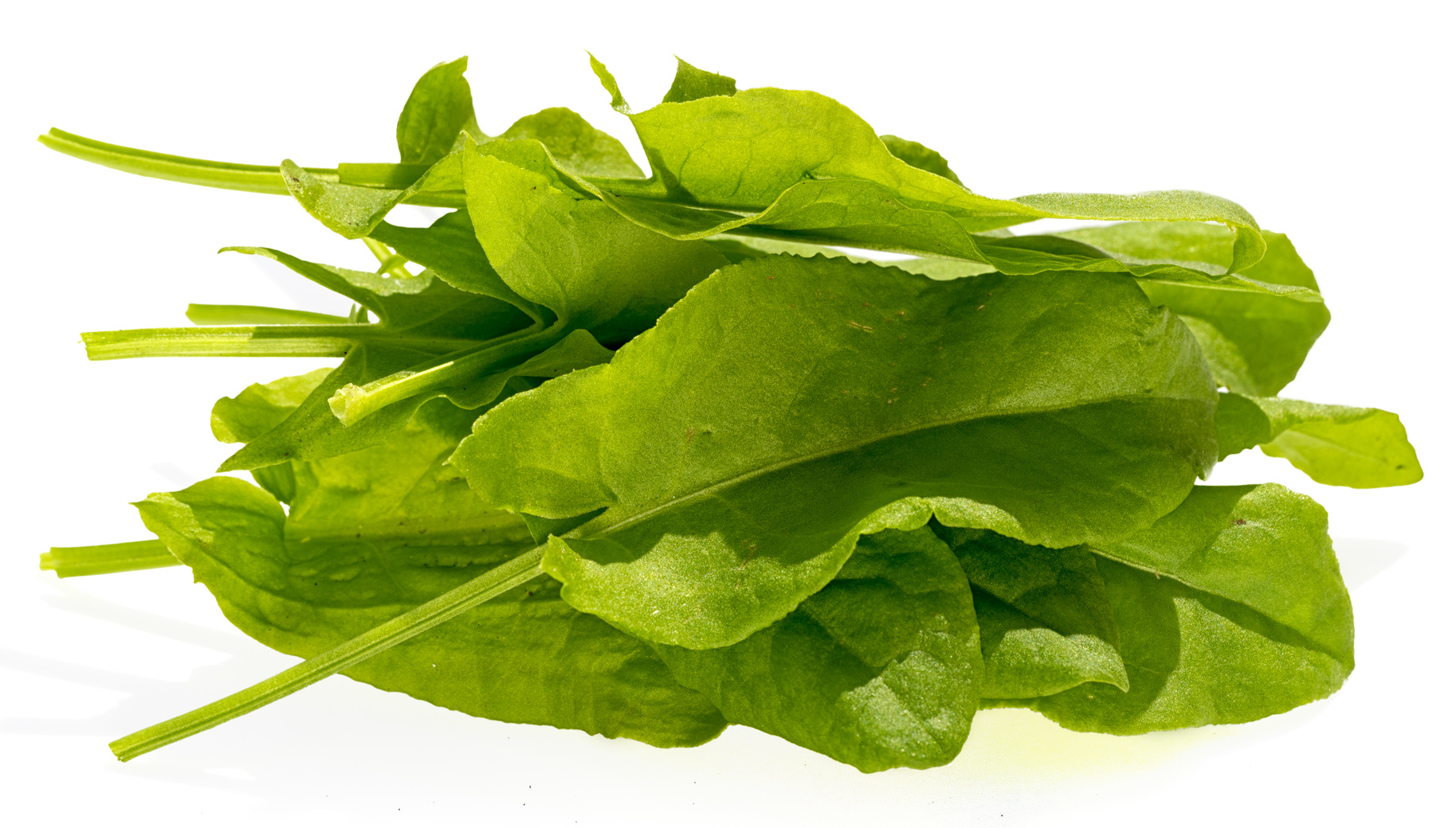 Oseille Le L gume Pour Lutter Les Fatigues Du Quotidien