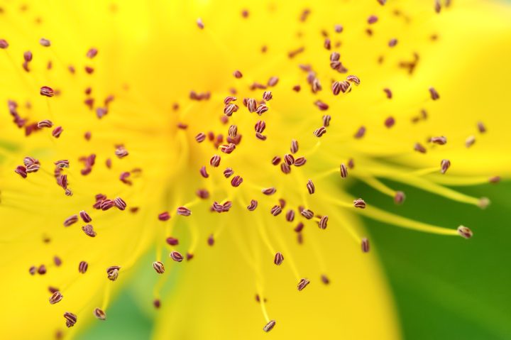 Pollen de fleur 